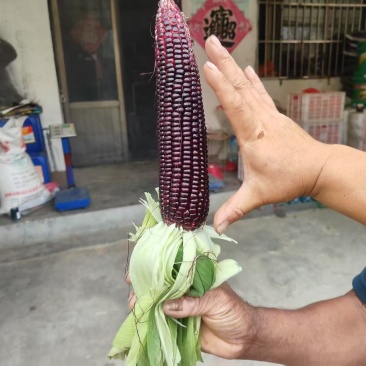 山东精品黑甜糯，电商超市，市场支持一件发货，大量货源。