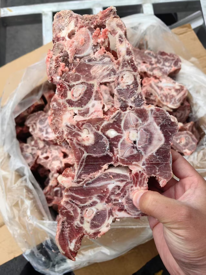 内蒙羊蝎子