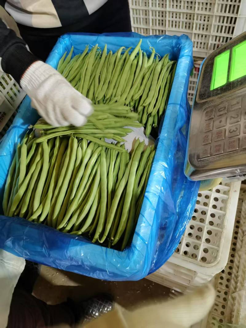 《四季豆》无筋豆/产地货源/全国供应批发