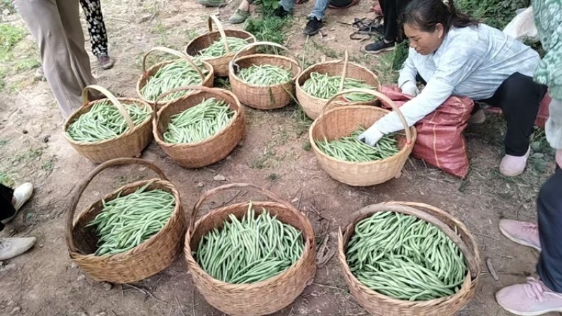 甘肃架豆王豆角大量有货品质优可视频看货