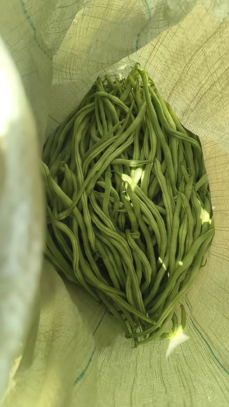 甘肃架豆王豆角大量有货品质优可视频看货