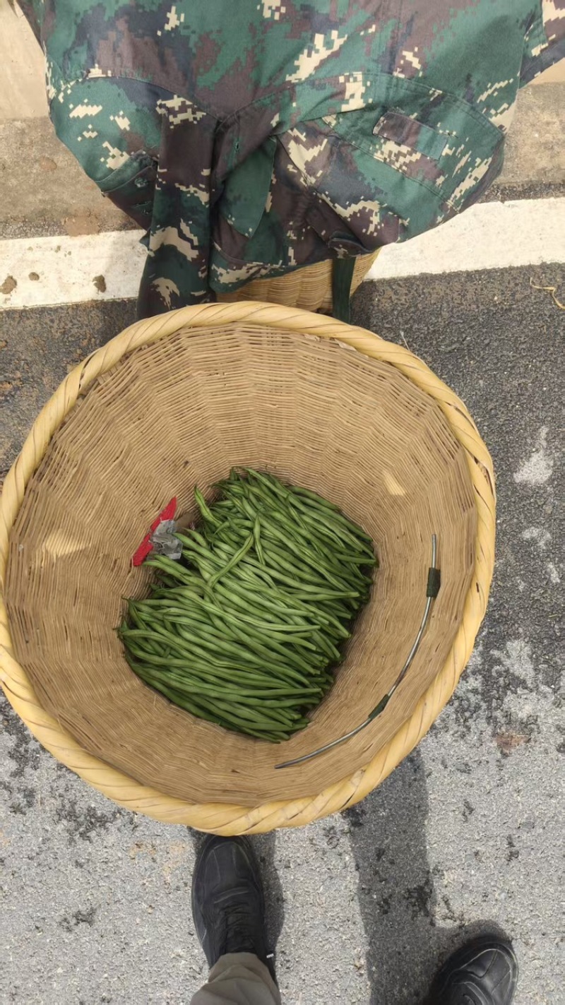 甘肃架豆王豆角大量有货品质优可视频看货