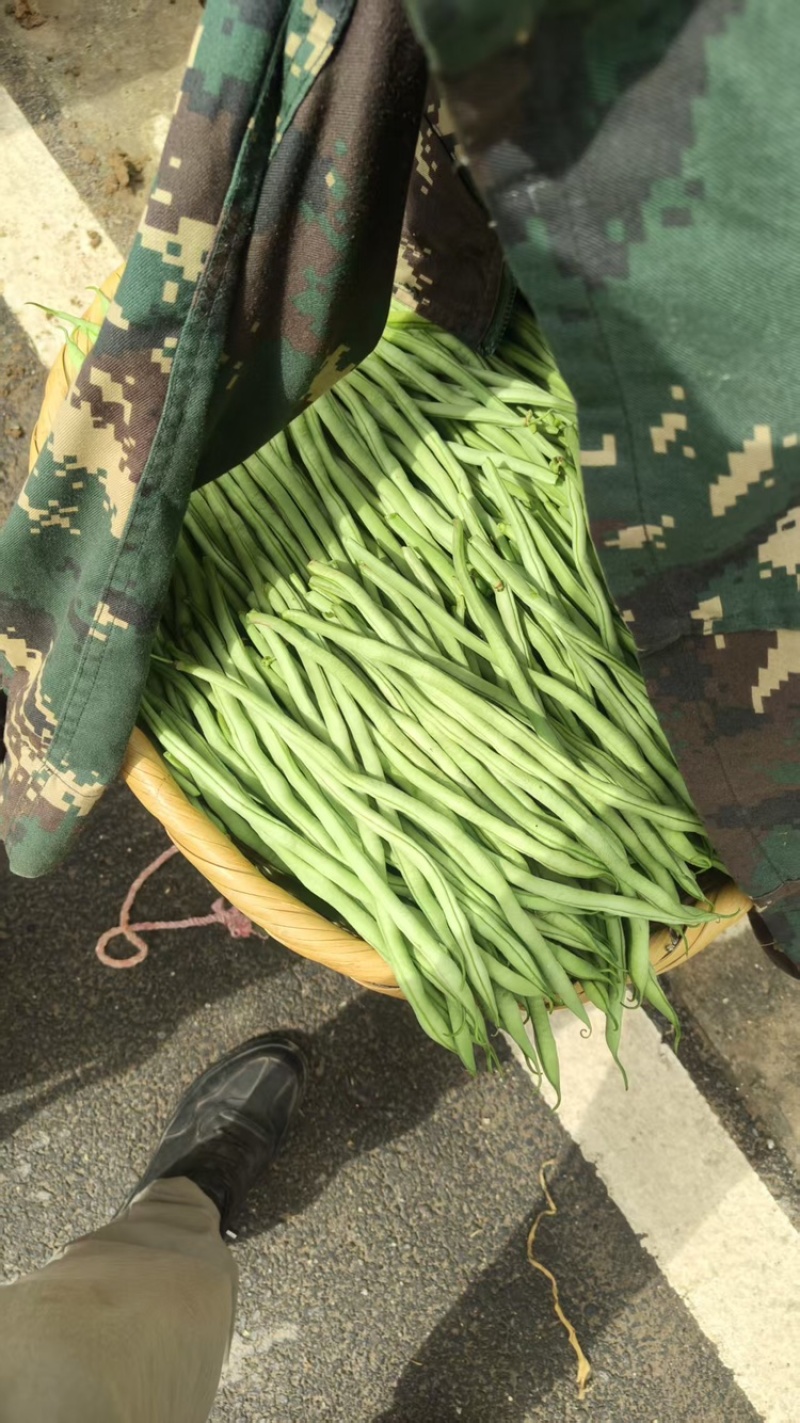 甘肃架豆王豆角大量有货品质优可视频看货