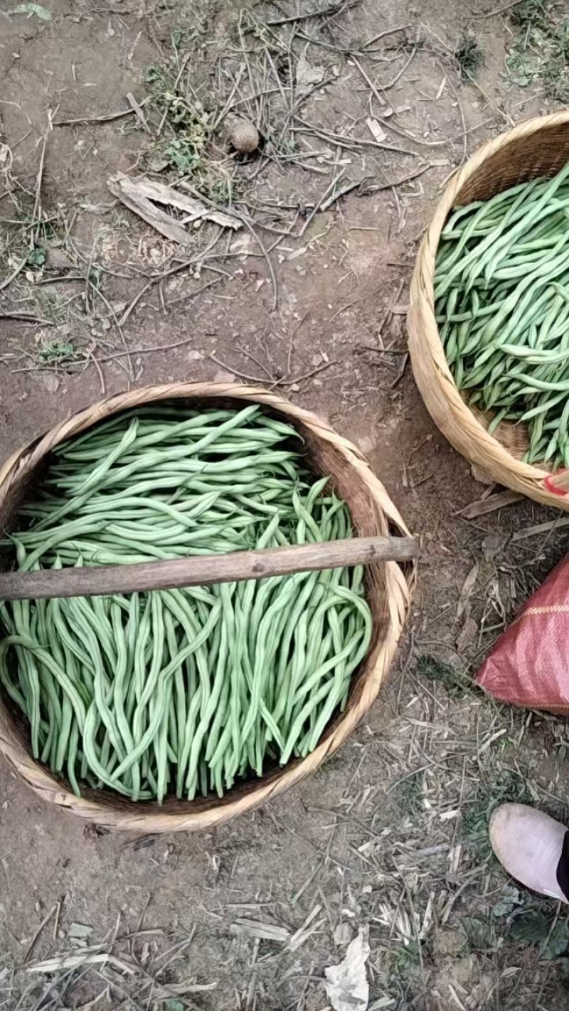甘肃架豆王豆角大量有货品质优可视频看货