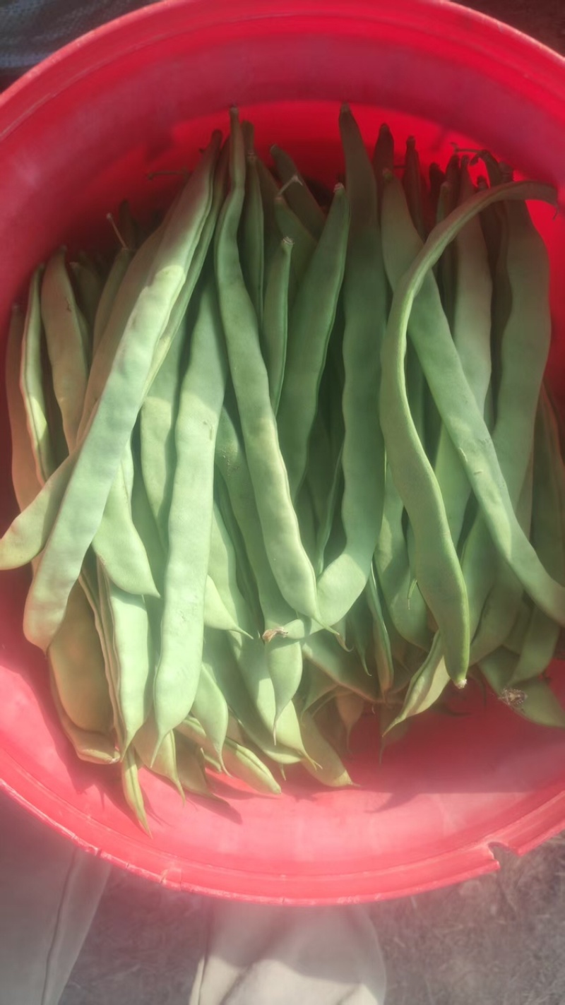 甘肃架豆王豆角大量有货品质优可视频看货