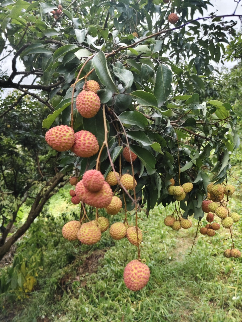 自家果园现摘现卖，新鲜有保障