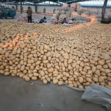 精品土豆，大量现货，可全天供应，欢迎全国各地客商老板前来