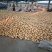 精品土豆，大量现货，可全天供应，欢迎全国各地客商老板前来