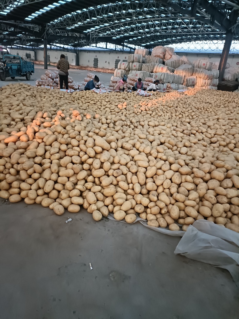 精品土豆，大量现货，可全天供应，欢迎全国各地客商老板前来