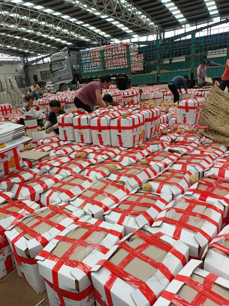 精品土豆，大量现货，可全天供应，欢迎全国各地客商老板前来