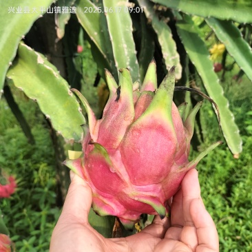广西火龙果