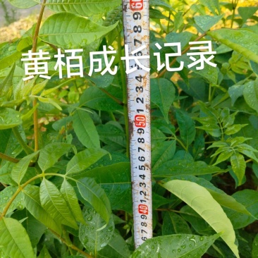黄栢种苗