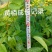 黄栢种苗