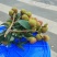 广东栛枝.，桂味，糯米糍。