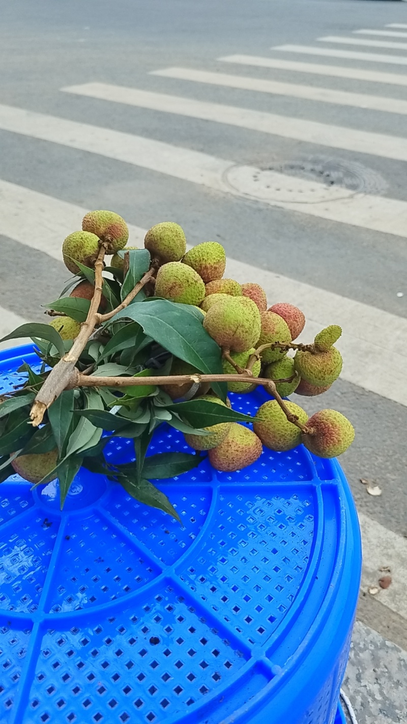 广东栛枝.，桂味，糯米糍。