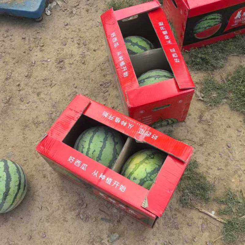 山西麒麟西瓜大量供应产地直发量大从优欢迎来电