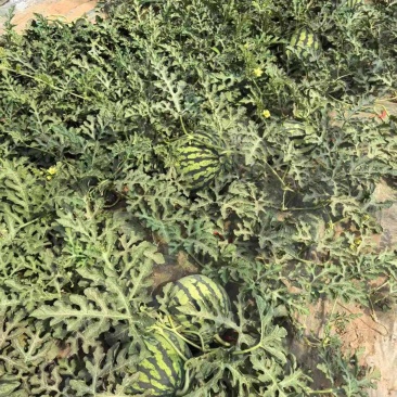 山西美都西瓜产地直发品质保证诚信合作欢迎下单