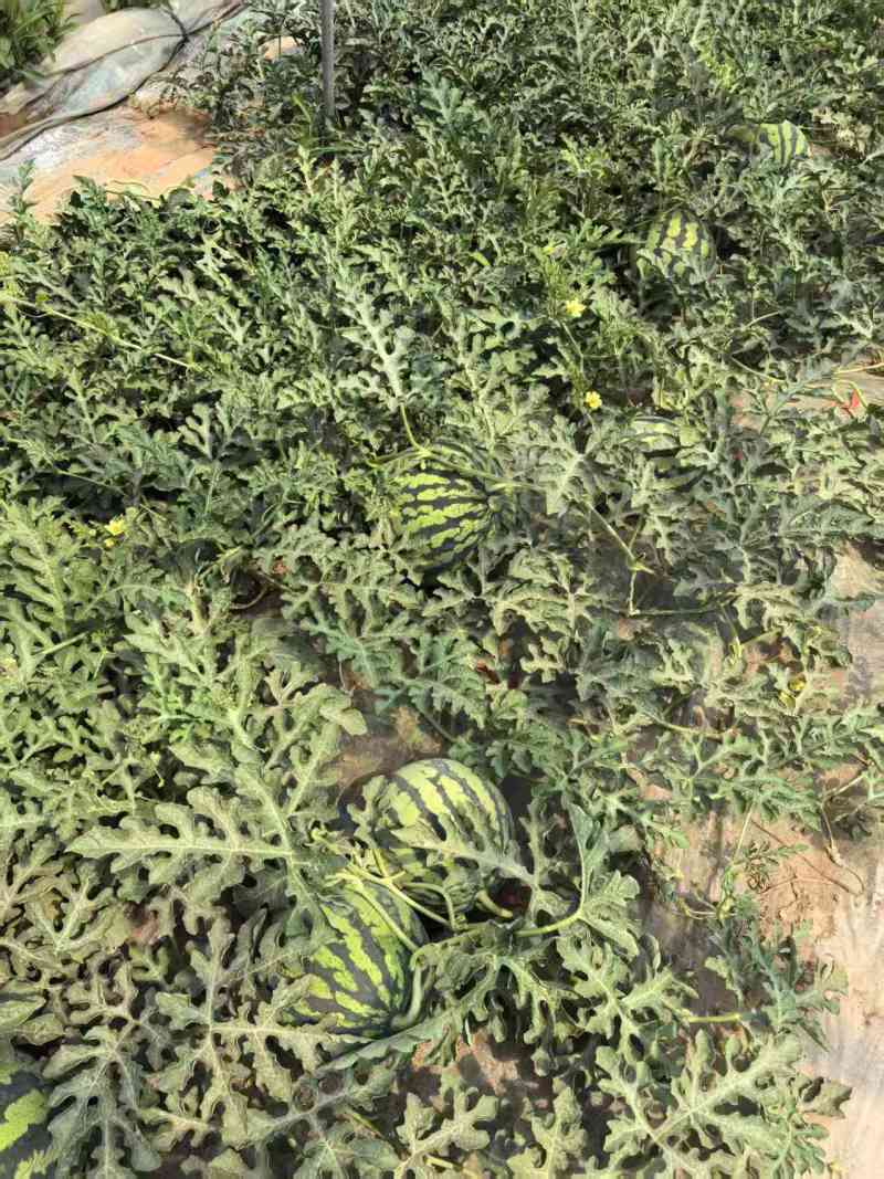 山西美都西瓜产地直发品质保证诚信合作欢迎下单