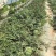 山西美都西瓜产地直发品质保证诚信合作欢迎下单