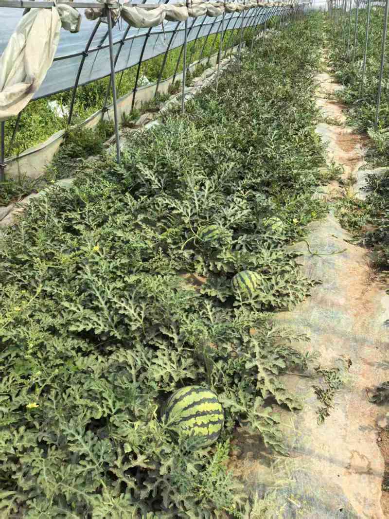 山西美都西瓜产地直发品质保证诚信合作欢迎下单