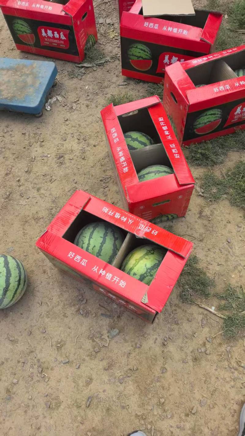 山西美都西瓜产地直发品质保证诚信合作欢迎下单