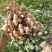 开封沙地鲜花生
