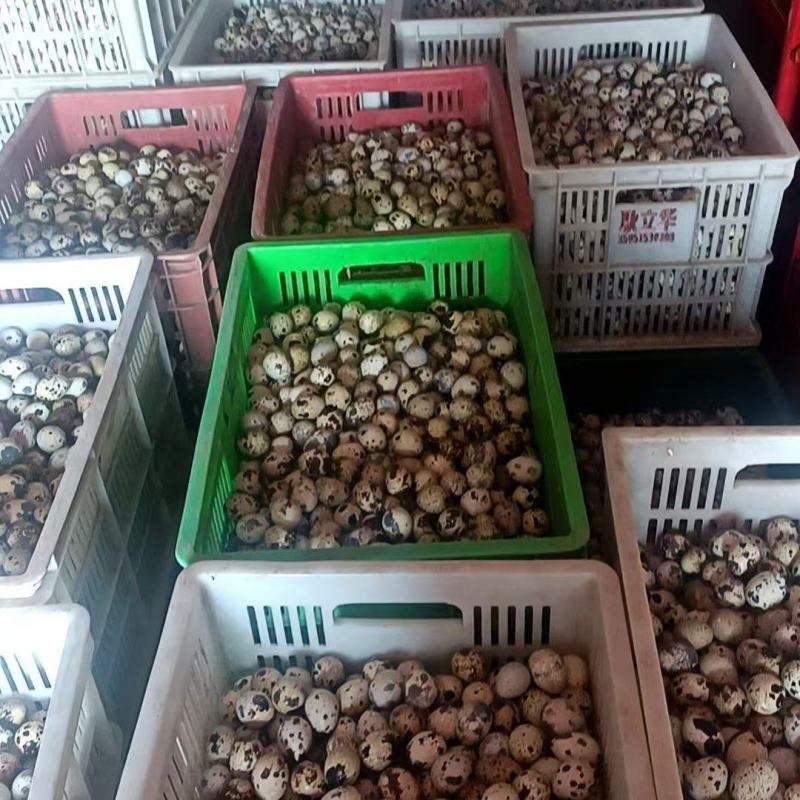 【热卖推荐】鲜鹌鹑蛋厂家直发批发价量大从优电话联系