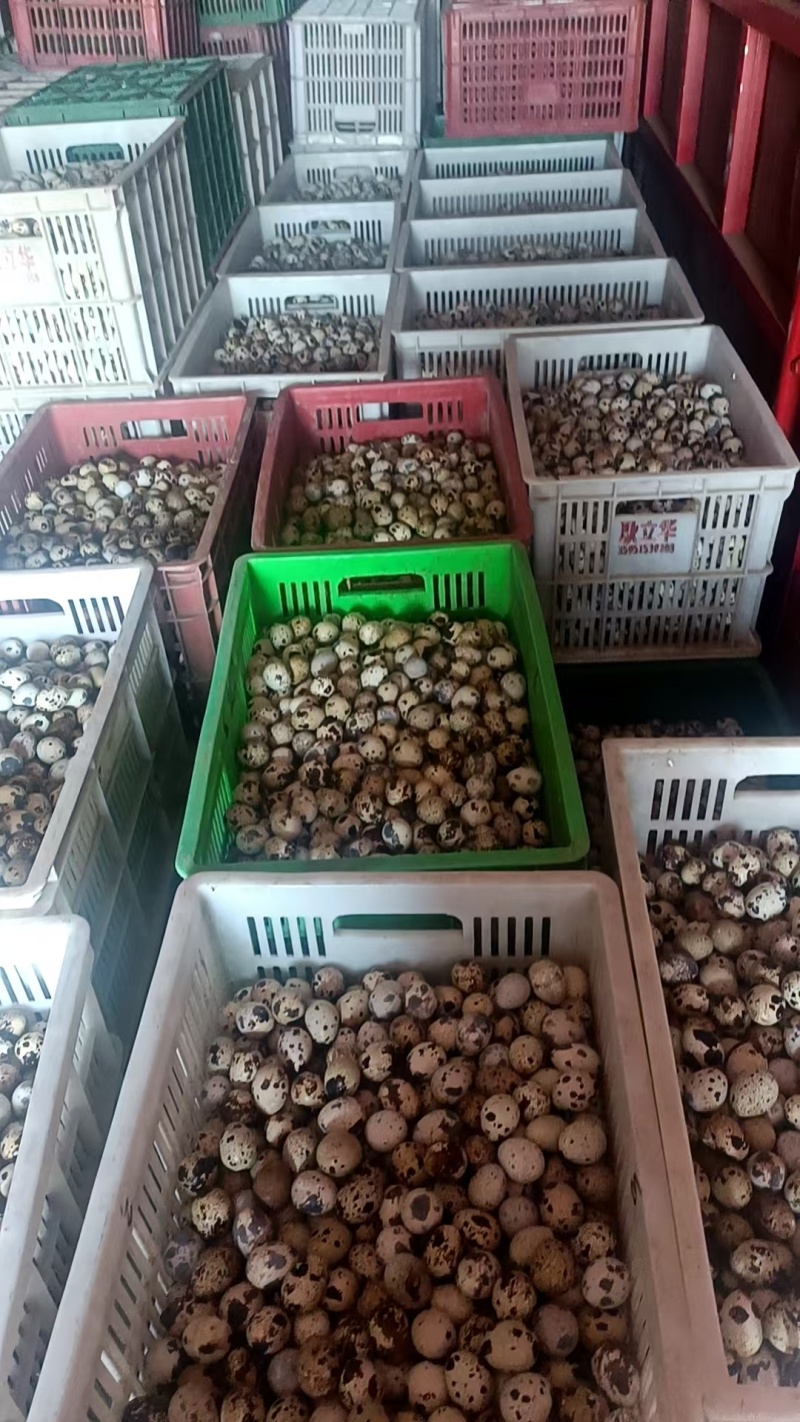 【热卖推荐】鲜鹌鹑蛋厂家直发批发价量大从优电话联系