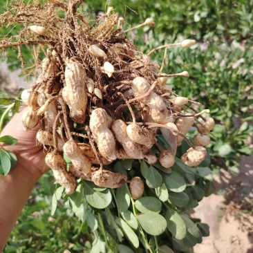 开封沙地鲜花生