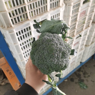 西蓝花精品出口