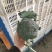 西蓝花精品出口