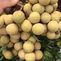 【实力】广东电白石硖龙眼产地直发量大从优欢迎咨询
