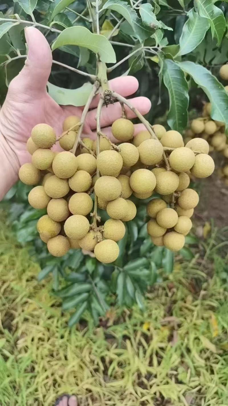 石硖龙眼，广东龙眼，产地直发量大从优欢迎来电