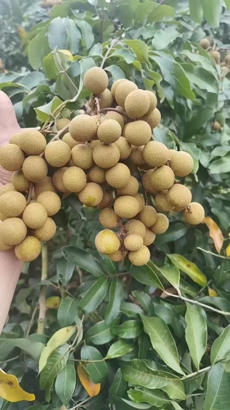 石硖龙眼，广东龙眼，产地直发量大从优欢迎来电