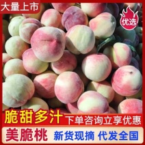 美脆桃大量上市保质保量量大从优可对接市场商超