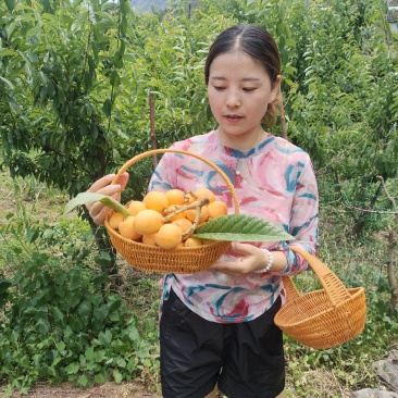 大五星枇杷