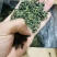 桑叶颗粒2025年桑叶茶颗粒山东桑叶茶加工厂