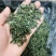 桑叶颗粒2025年桑叶茶颗粒山东桑叶茶加工厂