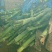 香蕉梗大量有货广东基地直供货源充足价格优惠欢迎联系