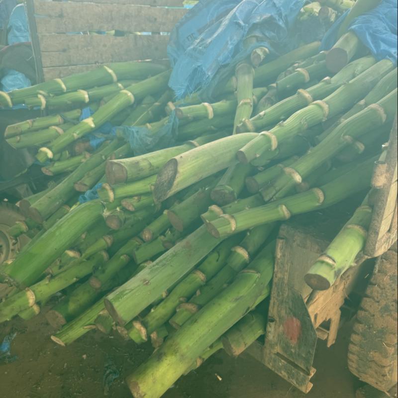香蕉梗大量有货广东基地直供货源充足价格优惠欢迎联系