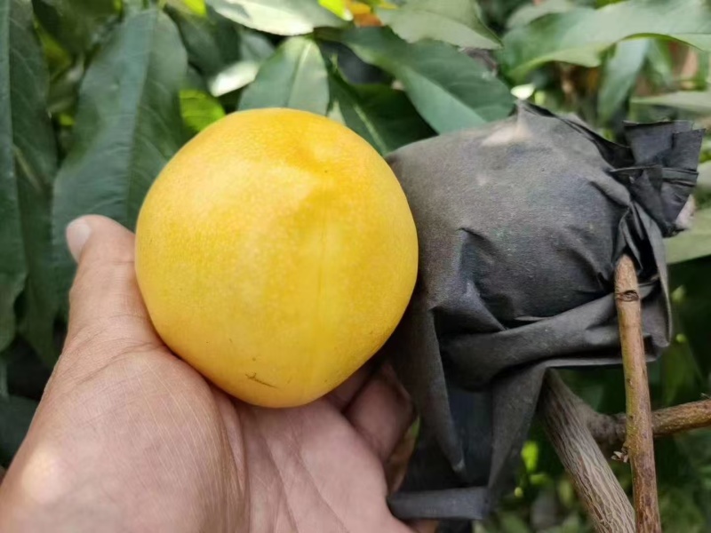 黄金油桃黄皮黄肉脆甜大量上市了新鲜采摘现采现发