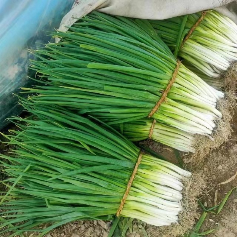 山东菏泽精品小葱分葱产地一手货源万亩规模价格优惠发市场