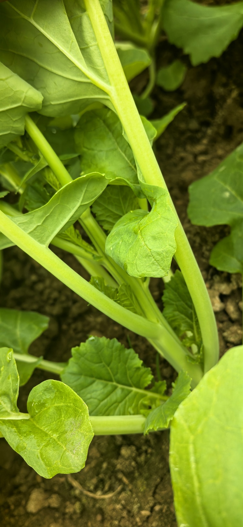 板蓝根青菜