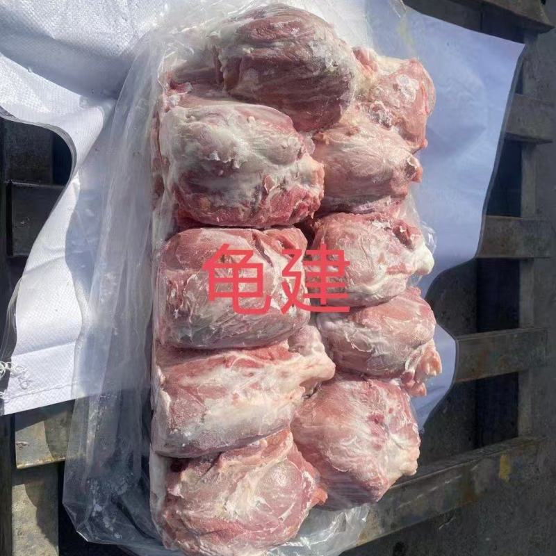 母猪龟腱