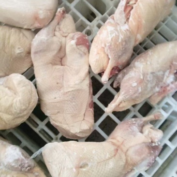 三级白条鸭