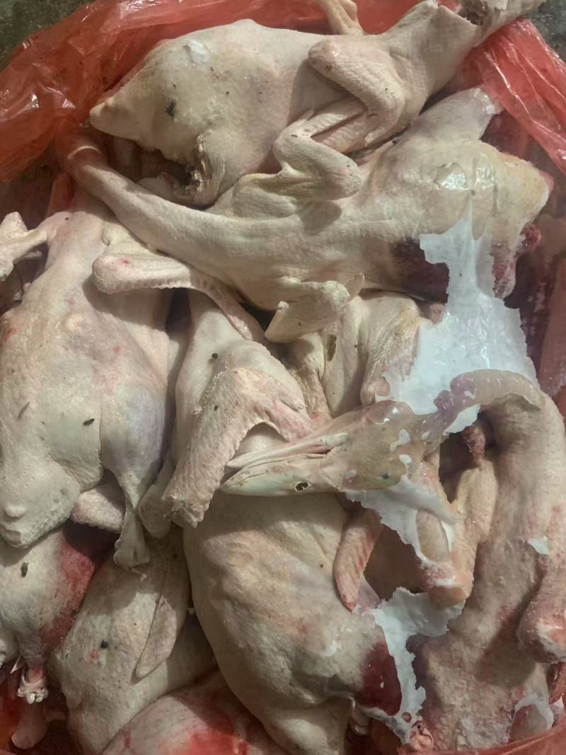 三级白条鸭