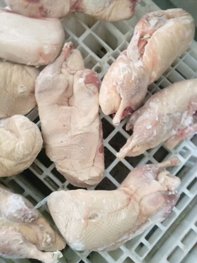 三级白条鸭