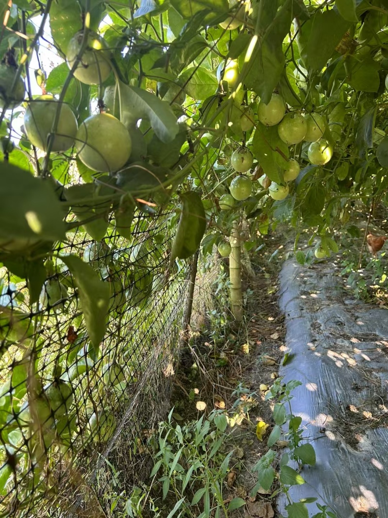 百香果