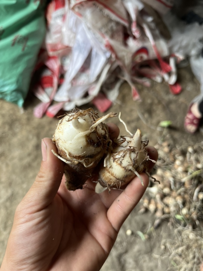 精品白牙芋