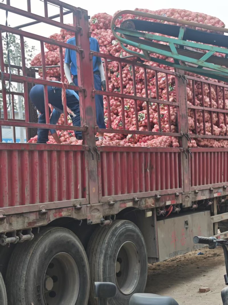 【热卖推荐】精品大蒜电商货源头产地直发可视频看货